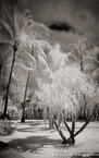 Tropical Beach, Bora Bora #YNS-121.  Infrared Photograph,  Stretched and Gallery Wrapped, Limited Edition Archival Print on Canvas:  40 x 60 inches, $1590.  Custom Proportions and Sizes are Available.  For more information or to order please visit our ABOUT page or call us at 561-691-1110.