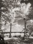 Beach , Jupiter  #YNS-218.  Infrared Photograph,  Stretched and Gallery Wrapped, Limited Edition Archival Print on Canvas:  40 x 56 inches, $1590.  Custom Proportions and Sizes are Available.  For more information or to order please visit our ABOUT page or call us at 561-691-1110.
