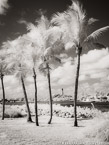 Tropical Beach, Jupiter  #YNS-232.  Infrared Photograph,  Stretched and Gallery Wrapped, Limited Edition Archival Print on Canvas:  40 x 56 inches, $1590.  Custom Proportions and Sizes are Available.  For more information or to order please visit our ABOUT page or call us at 561-691-1110.