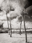 Tropical Beach, Jupiter  #YNS-233.  Infrared Photograph,  Stretched and Gallery Wrapped, Limited Edition Archival Print on Canvas:  40 x 56 inches, $1590.  Custom Proportions and Sizes are Available.  For more information or to order please visit our ABOUT page or call us at 561-691-1110.