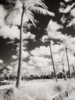 Tropical Beach, Jupiter  #YNS-239.  Infrared Photograph,  Stretched and Gallery Wrapped, Limited Edition Archival Print on Canvas:  40 x 40 inches, $1500.  Custom Proportions and Sizes are Available.  For more information or to order please visit our ABOUT page or call us at 561-691-1110.