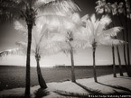 Tropical Beach, Florida Keys #YNS-289.  Infrared Photograph,  Stretched and Gallery Wrapped, Limited Edition Archival Print on Canvas:  56 x 40 inches, $1590.  Custom Proportions and Sizes are Available.  For more information or to order please visit our ABOUT page or call us at 561-691-1110.