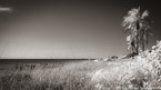 Beach , Florida Keys #YNS-295.  Infrared Photograph,  Stretched and Gallery Wrapped, Limited Edition Archival Print on Canvas:  72 x 40 inches, $1620.  Custom Proportions and Sizes are Available.  For more information or to order please visit our ABOUT page or call us at 561-691-1110.