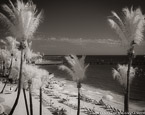 Tropical Beach, Key West #YNS-355.  Infrared Photograph,  Stretched and Gallery Wrapped, Limited Edition Archival Print on Canvas:  50 x 40 inches, $1560.  Custom Proportions and Sizes are Available.  For more information or to order please visit our ABOUT page or call us at 561-691-1110.
