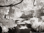 Monets Garden, Giverny France #YNG-482.  Infrared Photograph,  Stretched and Gallery Wrapped, Limited Edition Archival Print on Canvas:  56 x 40 inches, $1590.  Custom Proportions and Sizes are Available.  For more information or to order please visit our ABOUT page or call us at 561-691-1110.