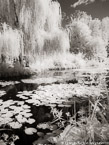 Monets Garden, Giverny France #YNG-492.  Infrared Photograph,  Stretched and Gallery Wrapped, Limited Edition Archival Print on Canvas:  40 x 40 inches, $1500.  Custom Proportions and Sizes are Available.  For more information or to order please visit our ABOUT page or call us at 561-691-1110.