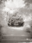 Tropical Garden, Palm Beach #YNG-376.  Infrared Photograph,  Stretched and Gallery Wrapped, Limited Edition Archival Print on Canvas:  40 x 56 inches, $1590.  Custom Proportions and Sizes are Available.  For more information or to order please visit our ABOUT page or call us at 561-691-1110.