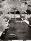Tropical Pond, Palm Beach #YNG-379.  Infrared Photograph,  Stretched and Gallery Wrapped, Limited Edition Archival Print on Canvas:  40 x 56 inches, $1590.  Custom Proportions and Sizes are Available.  For more information or to order please visit our ABOUT page or call us at 561-691-1110.