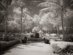 Tropical Garden, Palm Beach #YNG-382.  Infrared Photograph,  Stretched and Gallery Wrapped, Limited Edition Archival Print on Canvas:  56 x 40 inches, $1590.  Custom Proportions and Sizes are Available.  For more information or to order please visit our ABOUT page or call us at 561-691-1110.