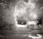 Tropical Garden, Palm Beach #YNG-387.  Infrared Photograph,  Stretched and Gallery Wrapped, Limited Edition Archival Print on Canvas:  40 x 60 inches, $1590.  Custom Proportions and Sizes are Available.  For more information or to order please visit our ABOUT page or call us at 561-691-1110.