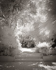 Tropical Garden, Palm Beach #YNG-388.  Infrared Photograph,  Stretched and Gallery Wrapped, Limited Edition Archival Print on Canvas:  40 x 50 inches, $1560.  Custom Proportions and Sizes are Available.  For more information or to order please visit our ABOUT page or call us at 561-691-1110.