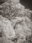 Trees , Costa Rica #YNG-400.  Infrared Photograph,  Stretched and Gallery Wrapped, Limited Edition Archival Print on Canvas:  40 x 56 inches, $1590.  Custom Proportions and Sizes are Available.  For more information or to order please visit our ABOUT page or call us at 561-691-1110.