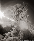 Trees , Costa Rica #YNG-402.  Infrared Photograph,  Stretched and Gallery Wrapped, Limited Edition Archival Print on Canvas:  40 x 48 inches, $1560.  Custom Proportions and Sizes are Available.  For more information or to order please visit our ABOUT page or call us at 561-691-1110.