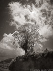 Tree , Costa Rica #YNG-404.  Infrared Photograph,  Stretched and Gallery Wrapped, Limited Edition Archival Print on Canvas:  40 x 56 inches, $1590.  Custom Proportions and Sizes are Available.  For more information or to order please visit our ABOUT page or call us at 561-691-1110.