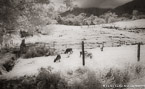 Pasture , Costa Rica #YNG-406.  Infrared Photograph,  Stretched and Gallery Wrapped, Limited Edition Archival Print on Canvas:  68 x 40 inches, $1620.  Custom Proportions and Sizes are Available.  For more information or to order please visit our ABOUT page or call us at 561-691-1110.