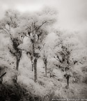 Tropical Forest, Costa Rica #YNG-420.  Infrared Photograph,  Stretched and Gallery Wrapped, Limited Edition Archival Print on Canvas:  40 x 48 inches, $1560.  Custom Proportions and Sizes are Available.  For more information or to order please visit our ABOUT page or call us at 561-691-1110.