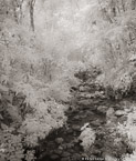 Tropical Stream, Costa Rica #YNG-428.  Infrared Photograph,  Stretched and Gallery Wrapped, Limited Edition Archival Print on Canvas:  40 x 48 inches, $1560.  Custom Proportions and Sizes are Available.  For more information or to order please visit our ABOUT page or call us at 561-691-1110.