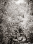 Tropical Stream, Costa Rica #YNG-430.  Infrared Photograph,  Stretched and Gallery Wrapped, Limited Edition Archival Print on Canvas:  40 x 56 inches, $1590.  Custom Proportions and Sizes are Available.  For more information or to order please visit our ABOUT page or call us at 561-691-1110.