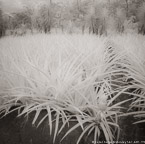 Pineapple Field, Costa Rica #YNG-431.  Infrared Photograph,  Stretched and Gallery Wrapped, Limited Edition Archival Print on Canvas:  40 x 40 inches, $1500.  Custom Proportions and Sizes are Available.  For more information or to order please visit our ABOUT page or call us at 561-691-1110.