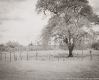 Field , Costa Rica #YNG-432.  Infrared Photograph,  Stretched and Gallery Wrapped, Limited Edition Archival Print on Canvas:  50 x 40 inches, $1560.  Custom Proportions and Sizes are Available.  For more information or to order please visit our ABOUT page or call us at 561-691-1110.
