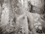 Tree , Costa Rica #YNG-433.  Infrared Photograph,  Stretched and Gallery Wrapped, Limited Edition Archival Print on Canvas:  56 x 40 inches, $1590.  Custom Proportions and Sizes are Available.  For more information or to order please visit our ABOUT page or call us at 561-691-1110.