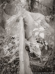 Tree , Costa Rica #YNG-434.  Infrared Photograph,  Stretched and Gallery Wrapped, Limited Edition Archival Print on Canvas:  40 x 56 inches, $1590.  Custom Proportions and Sizes are Available.  For more information or to order please visit our ABOUT page or call us at 561-691-1110.