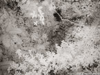 Tropical Forest, Costa Rica #YNG-440.  Infrared Photograph,  Stretched and Gallery Wrapped, Limited Edition Archival Print on Canvas:  56 x 40 inches, $1590.  Custom Proportions and Sizes are Available.  For more information or to order please visit our ABOUT page or call us at 561-691-1110.