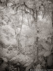Tropical Forest, Costa Rica #YNG-442.  Infrared Photograph,  Stretched and Gallery Wrapped, Limited Edition Archival Print on Canvas:  40 x 56 inches, $1590.  Custom Proportions and Sizes are Available.  For more information or to order please visit our ABOUT page or call us at 561-691-1110.