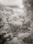 Tropical Forest, Costa Rica #YNG-453.  Infrared Photograph,  Stretched and Gallery Wrapped, Limited Edition Archival Print on Canvas:  40 x 56 inches, $1590.  Custom Proportions and Sizes are Available.  For more information or to order please visit our ABOUT page or call us at 561-691-1110.
