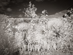 Monets Garden, Giverny France #YNG-460.  Infrared Photograph,  Stretched and Gallery Wrapped, Limited Edition Archival Print on Canvas:  56 x 40 inches, $1590.  Custom Proportions and Sizes are Available.  For more information or to order please visit our ABOUT page or call us at 561-691-1110.