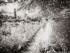 Monets Garden, Giverny France #YNG-468.  Infrared Photograph,  Stretched and Gallery Wrapped, Limited Edition Archival Print on Canvas:  56 x 40 inches, $1590.  Custom Proportions and Sizes are Available.  For more information or to order please visit our ABOUT page or call us at 561-691-1110.