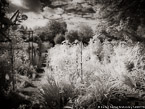 Monets Garden, Giverny France #YNG-469.  Infrared Photograph,  Stretched and Gallery Wrapped, Limited Edition Archival Print on Canvas:  56 x 40 inches, $1590.  Custom Proportions and Sizes are Available.  For more information or to order please visit our ABOUT page or call us at 561-691-1110.