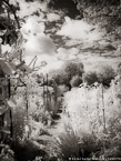 Monets Garden, Giverny France #YNG-470.  Infrared Photograph,  Stretched and Gallery Wrapped, Limited Edition Archival Print on Canvas:  40 x 56 inches, $1590.  Custom Proportions and Sizes are Available.  For more information or to order please visit our ABOUT page or call us at 561-691-1110.