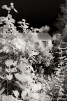 Monets Garden, Giverny France #YNG-471.  Infrared Photograph,  Stretched and Gallery Wrapped, Limited Edition Archival Print on Canvas:  40 x 60 inches, $1590.  Custom Proportions and Sizes are Available.  For more information or to order please visit our ABOUT page or call us at 561-691-1110.