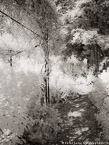 Monets Garden, Giverny France #YNG-472.  Infrared Photograph,  Stretched and Gallery Wrapped, Limited Edition Archival Print on Canvas:  40 x 56 inches, $1590.  Custom Proportions and Sizes are Available.  For more information or to order please visit our ABOUT page or call us at 561-691-1110.