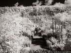 Monets Garden, Giverny France #YNG-475.  Infrared Photograph,  Stretched and Gallery Wrapped, Limited Edition Archival Print on Canvas:  56 x 40 inches, $1590.  Custom Proportions and Sizes are Available.  For more information or to order please visit our ABOUT page or call us at 561-691-1110.