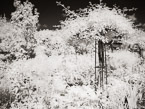 Monets Garden, Giverny France #YNG-477.  Infrared Photograph,  Stretched and Gallery Wrapped, Limited Edition Archival Print on Canvas:  56 x 40 inches, $1590.  Custom Proportions and Sizes are Available.  For more information or to order please visit our ABOUT page or call us at 561-691-1110.