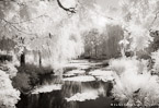Monets Garden, Giverny France #YNG-479.  Infrared Photograph,  Stretched and Gallery Wrapped, Limited Edition Archival Print on Canvas:  56 x 40 inches, $1590.  Custom Proportions and Sizes are Available.  For more information or to order please visit our ABOUT page or call us at 561-691-1110.