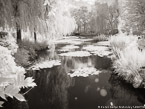 Monets Garden, Giverny France #YNG-480.  Infrared Photograph,  Stretched and Gallery Wrapped, Limited Edition Archival Print on Canvas:  56 x 40 inches, $1590.  Custom Proportions and Sizes are Available.  For more information or to order please visit our ABOUT page or call us at 561-691-1110.