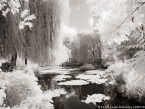 Monets Garden, Giverny France #YNG-484.  Infrared Photograph,  Stretched and Gallery Wrapped, Limited Edition Archival Print on Canvas:  56 x 40 inches, $1590.  Custom Proportions and Sizes are Available.  For more information or to order please visit our ABOUT page or call us at 561-691-1110.