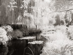 Monets Garden, Giverny France #YNG-488.  Infrared Photograph,  Stretched and Gallery Wrapped, Limited Edition Archival Print on Canvas:  56 x 40 inches, $1590.  Custom Proportions and Sizes are Available.  For more information or to order please visit our ABOUT page or call us at 561-691-1110.