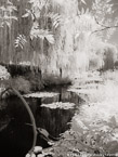 Monets Garden, Giverny France #YNG-489.  Infrared Photograph,  Stretched and Gallery Wrapped, Limited Edition Archival Print on Canvas:  40 x 56 inches, $1590.  Custom Proportions and Sizes are Available.  For more information or to order please visit our ABOUT page or call us at 561-691-1110.
