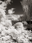 Monets Garden, Giverny France #YNG-490.  Infrared Photograph,  Stretched and Gallery Wrapped, Limited Edition Archival Print on Canvas:  40 x 56 inches, $1590.  Custom Proportions and Sizes are Available.  For more information or to order please visit our ABOUT page or call us at 561-691-1110.