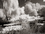 Monets Garden, Giverny France #YNG-494.  Infrared Photograph,  Stretched and Gallery Wrapped, Limited Edition Archival Print on Canvas:  56 x 40 inches, $1590.  Custom Proportions and Sizes are Available.  For more information or to order please visit our ABOUT page or call us at 561-691-1110.
