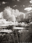 Monets Garden, Giverny France #YNG-496.  Infrared Photograph,  Stretched and Gallery Wrapped, Limited Edition Archival Print on Canvas:  40 x 56 inches, $1590.  Custom Proportions and Sizes are Available.  For more information or to order please visit our ABOUT page or call us at 561-691-1110.