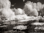 Monets Garden, Giverny France #YNG-498.  Infrared Photograph,  Stretched and Gallery Wrapped, Limited Edition Archival Print on Canvas:  56 x 40 inches, $1590.  Custom Proportions and Sizes are Available.  For more information or to order please visit our ABOUT page or call us at 561-691-1110.