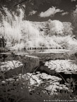 Monets Garden, Giverny France #YNG-502.  Infrared Photograph,  Stretched and Gallery Wrapped, Limited Edition Archival Print on Canvas:  40 x 56 inches, $1590.  Custom Proportions and Sizes are Available.  For more information or to order please visit our ABOUT page or call us at 561-691-1110.