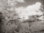 Monets Garden, Giverny France #YNG-505.  Infrared Photograph,  Stretched and Gallery Wrapped, Limited Edition Archival Print on Canvas:  56 x 40 inches, $1590.  Custom Proportions and Sizes are Available.  For more information or to order please visit our ABOUT page or call us at 561-691-1110.