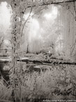 Monets Garden, Giverny France #YNG-506.  Infrared Photograph,  Stretched and Gallery Wrapped, Limited Edition Archival Print on Canvas:  40 x 56 inches, $1590.  Custom Proportions and Sizes are Available.  For more information or to order please visit our ABOUT page or call us at 561-691-1110.