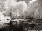 Monets Garden, Giverny France #YNG-508.  Infrared Photograph,  Stretched and Gallery Wrapped, Limited Edition Archival Print on Canvas:  56 x 40 inches, $1590.  Custom Proportions and Sizes are Available.  For more information or to order please visit our ABOUT page or call us at 561-691-1110.